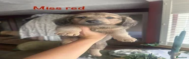 Mixed Breed 6