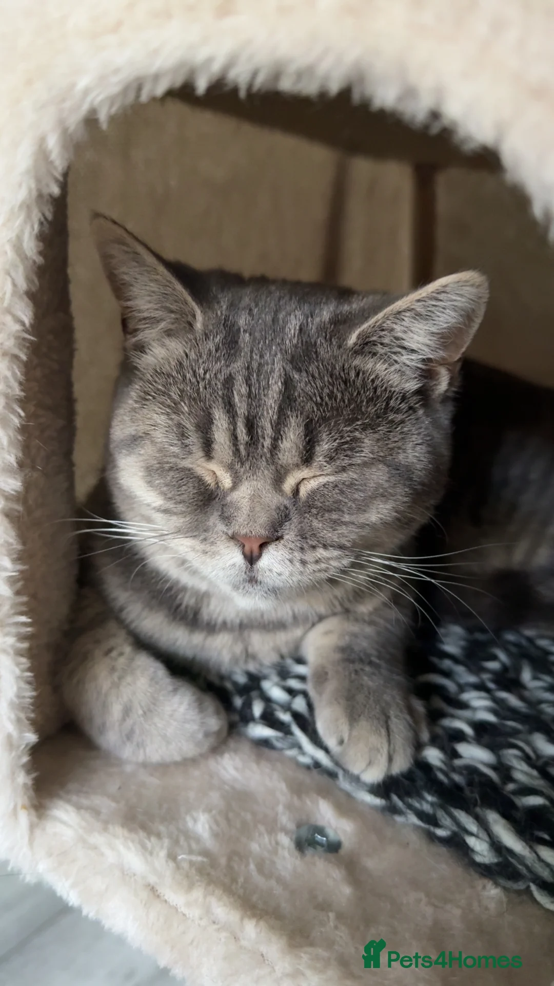 British Shorthair cats for sale: British shorthair kittens  - Advert 2