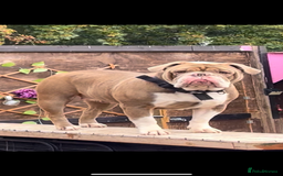 Olde English Bulldogge dogs for sale: Olde English female - Image 1