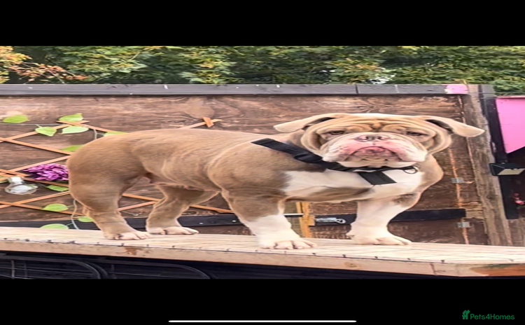 Olde English Bulldogge dogs - Advert 1