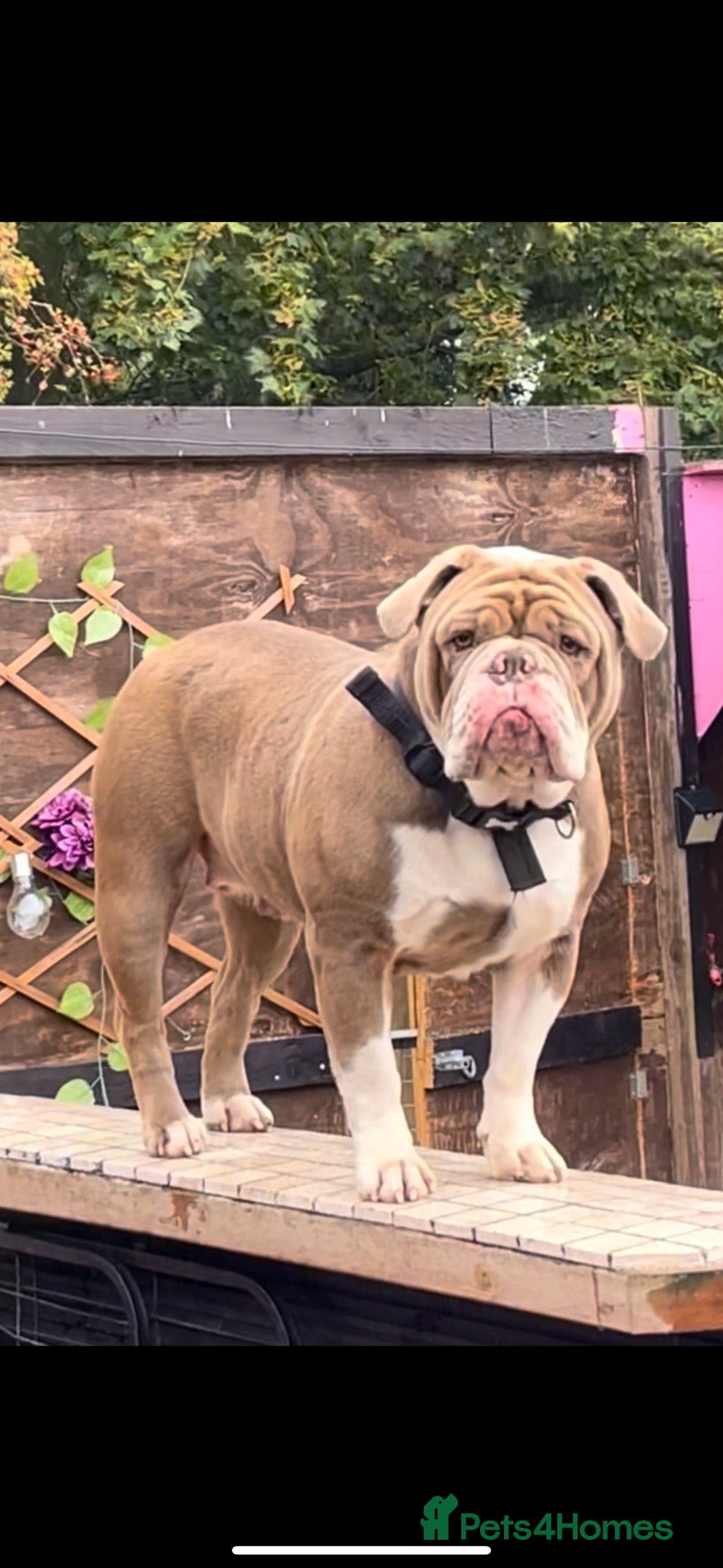 Olde English Bulldogge dogs for sale: Olde English female - Image 1