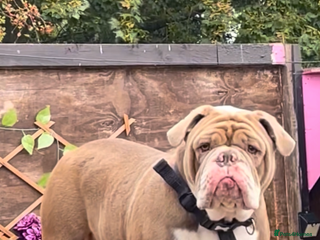 Olde English Bulldogge dogs - Advert 1