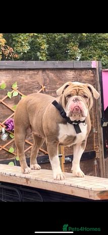 Olde English Bulldogge dogs - Advert 1