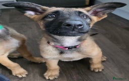 Mixed Breed dogs for sale: 11 german shepherd X Belgium malinois in Exmouth - Image 19
