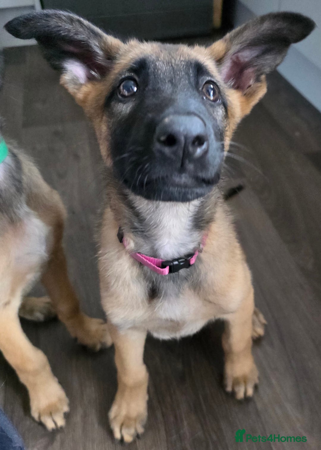 Mixed Breed dogs for sale: 11 german shepherd X Belgium malinois in Exmouth - Image 19