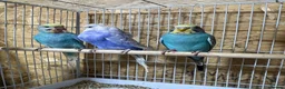 Budgerigars birds for sale: 13 budgies available  - Advert 4
