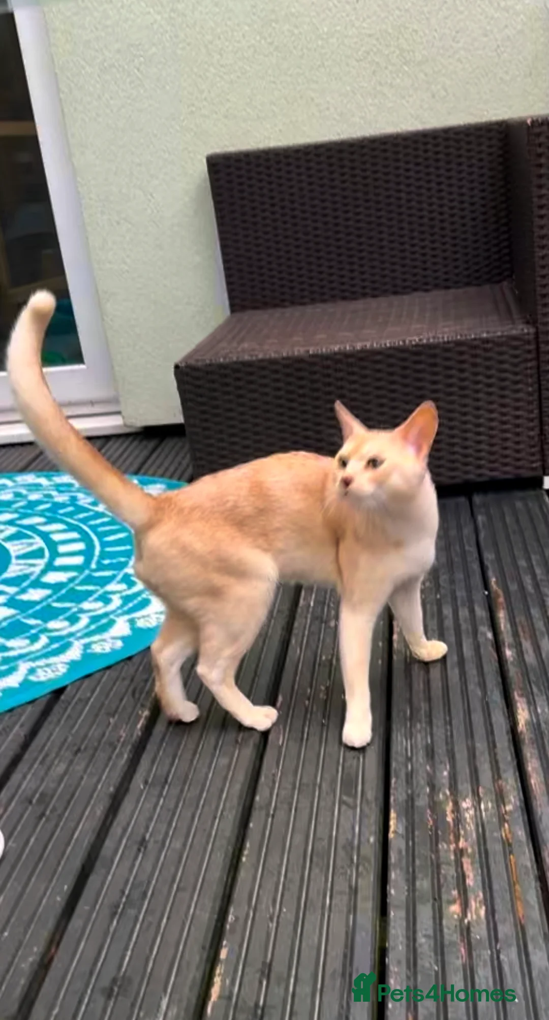 Abyssinian cats for stud: Champion lines Aby Red-Silver boy for stud in Romford - Advert 8