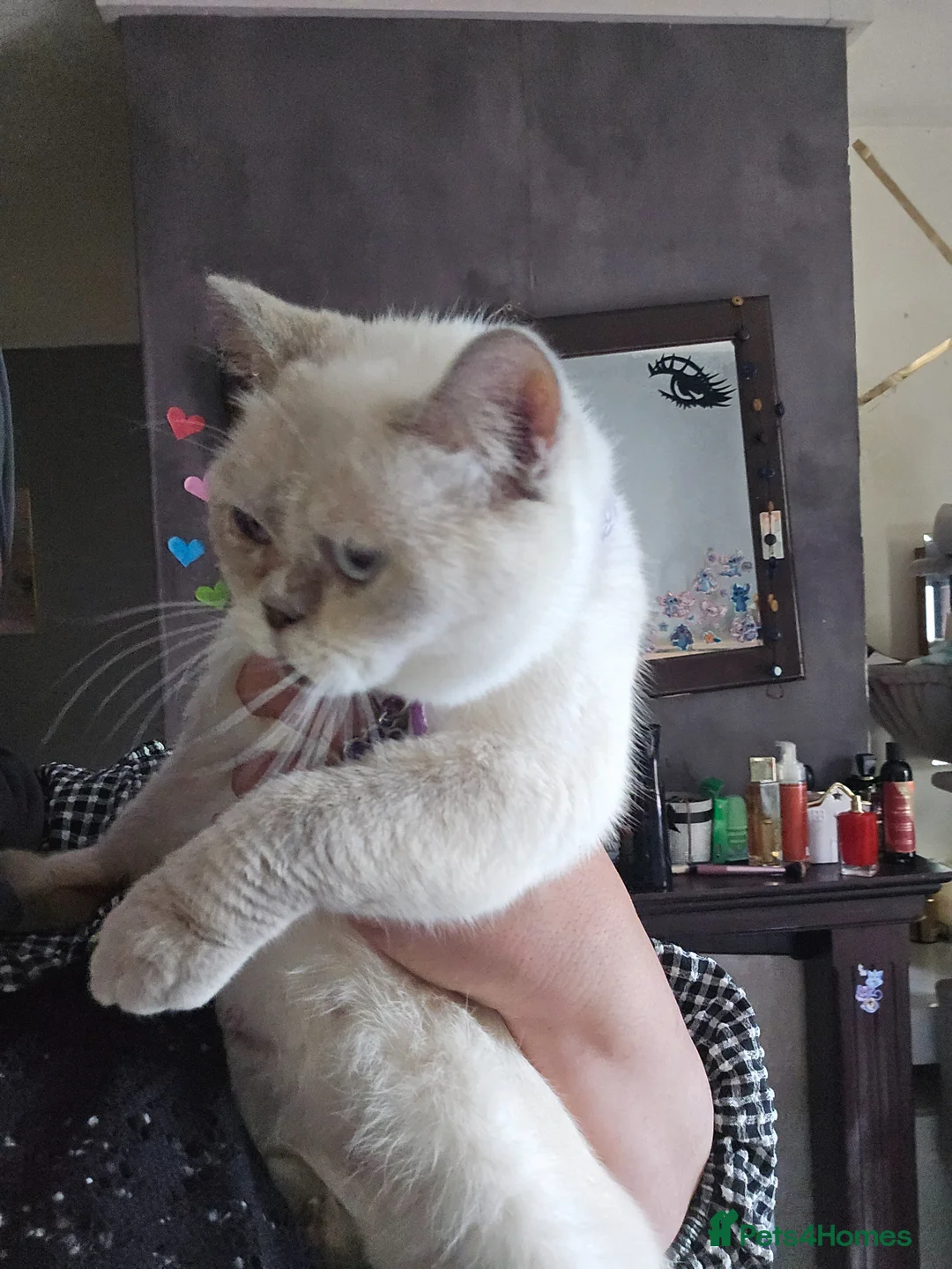 British Shorthair cats for sale: Beautiful queeni Gccf active  - Advert 2