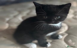 British Shorthair cats for sale: British shorthair tories - Image 8