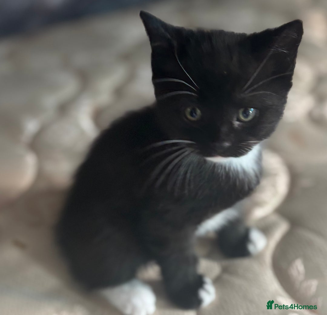 British Shorthair cats for sale: British shorthair tories - Image 8