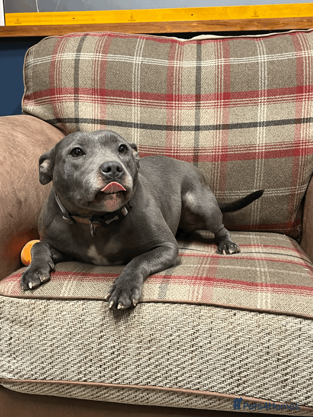 Staffordshire Bull Terrier dogs for sale: 🌸 Tallulah – KC  Staffordshire Bull Terrier 🌸 - Advert 4