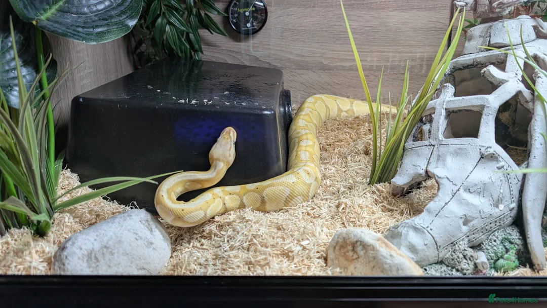 Python Snake reptiles for sale: 3 ball pythons+ all equipment - Advert 3