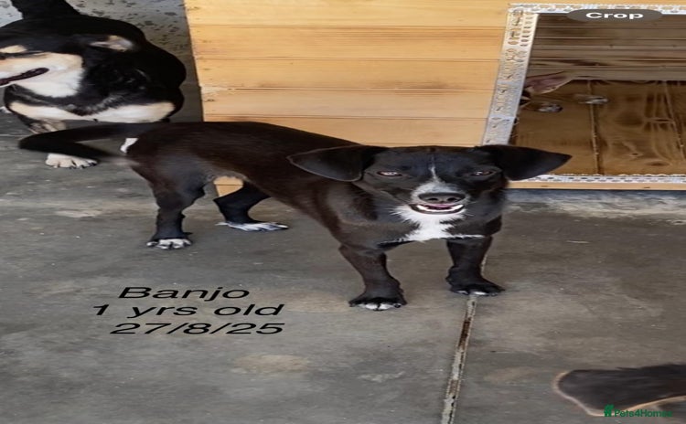 Mixed Breed dogs - Advert 1
