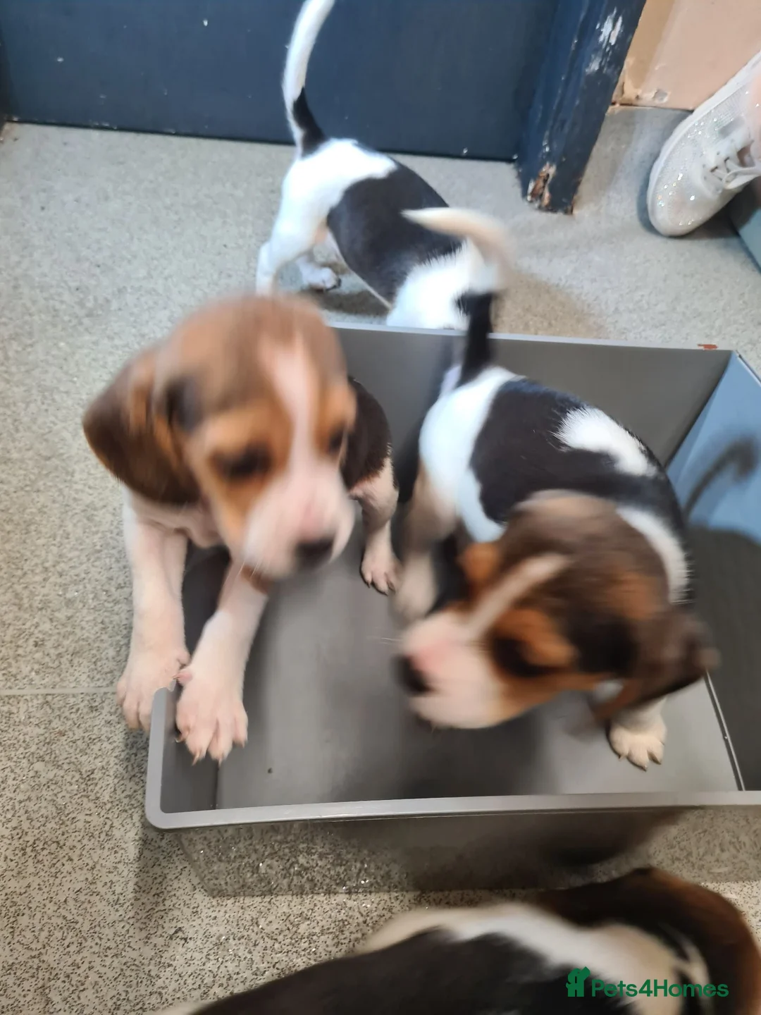 Beagle dogs for sale: 4 beagle puppies - Advert 2