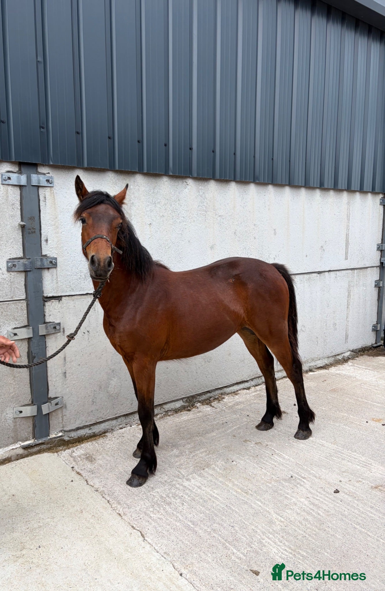 Connemara horses Connemara Bay Yearly Filly - Advert 1