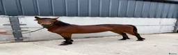 Connemara horses for sale: Connemara Bay Yearly Filly - Advert 1