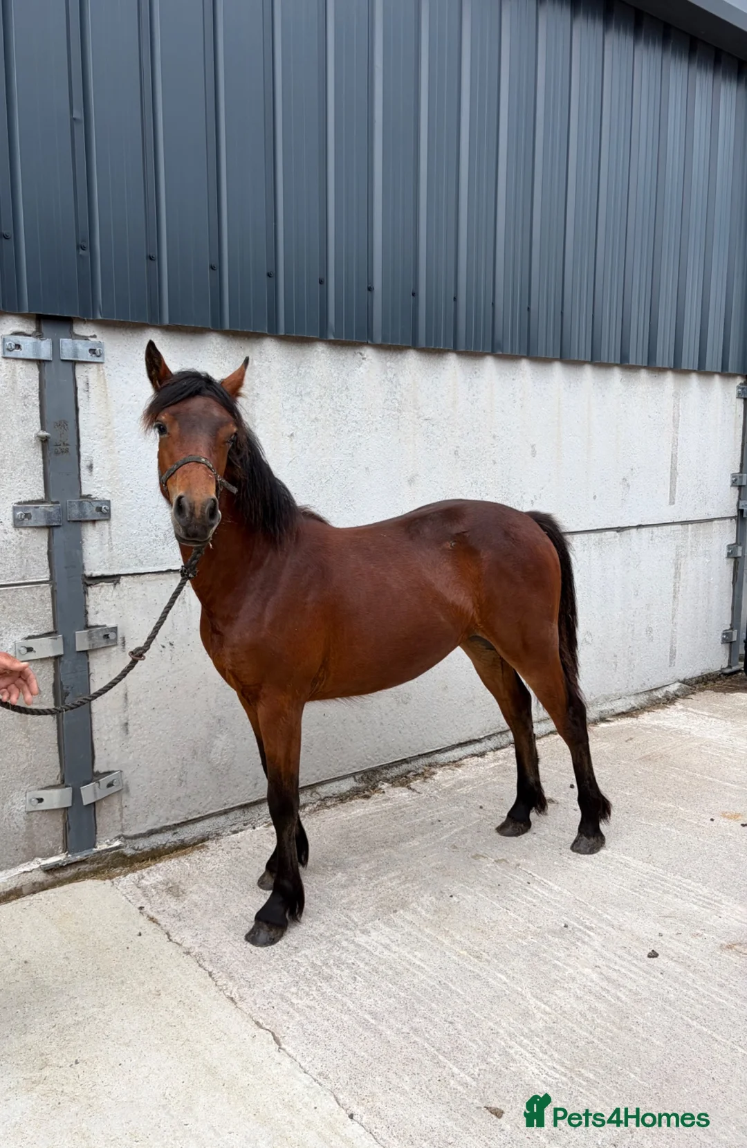 Connemara horses for sale: Connemara Bay Yearly Filly - Advert 1