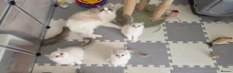 Ragdoll cats for sale: 🐾 Beautiful Blue Bi-Colour Ragdoll Kittens 🐾 - Advert 6