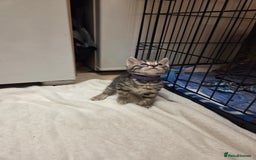 Bengal cats for sale: Beautiful 1/2 bengal kittens - Image 14