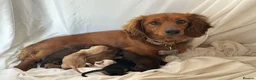 Dachshund dogs for sale: KC REG miniature dachshund - Advert 5