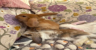 Mini Lop rabbits - Advert 6