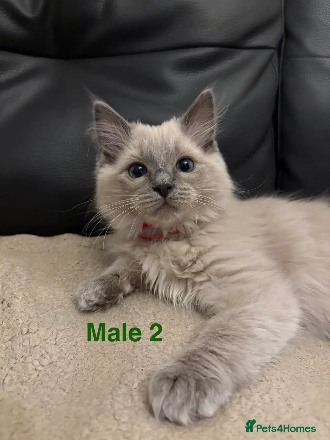 Ragdoll cats for sale: Six Ragdoll Kittens For Sale  - Advert 12