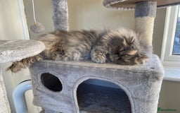 Persian cats for sale: 2 year old persian  - Image 2