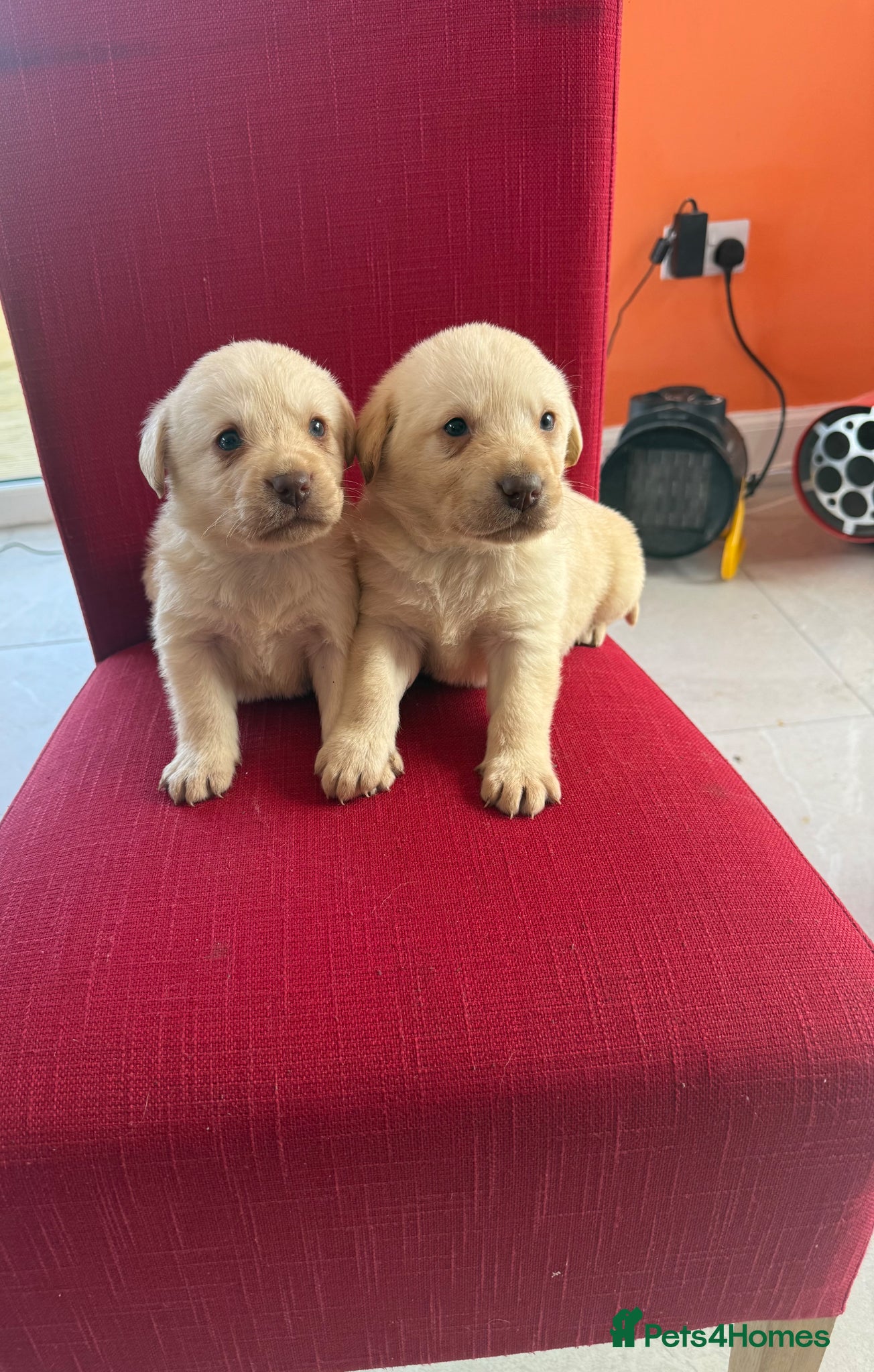 Labrador Retriever dogs adorable labradors - Advert 5