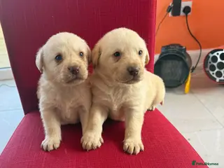 Labrador Retriever dogs adorable labradors - Advert 1