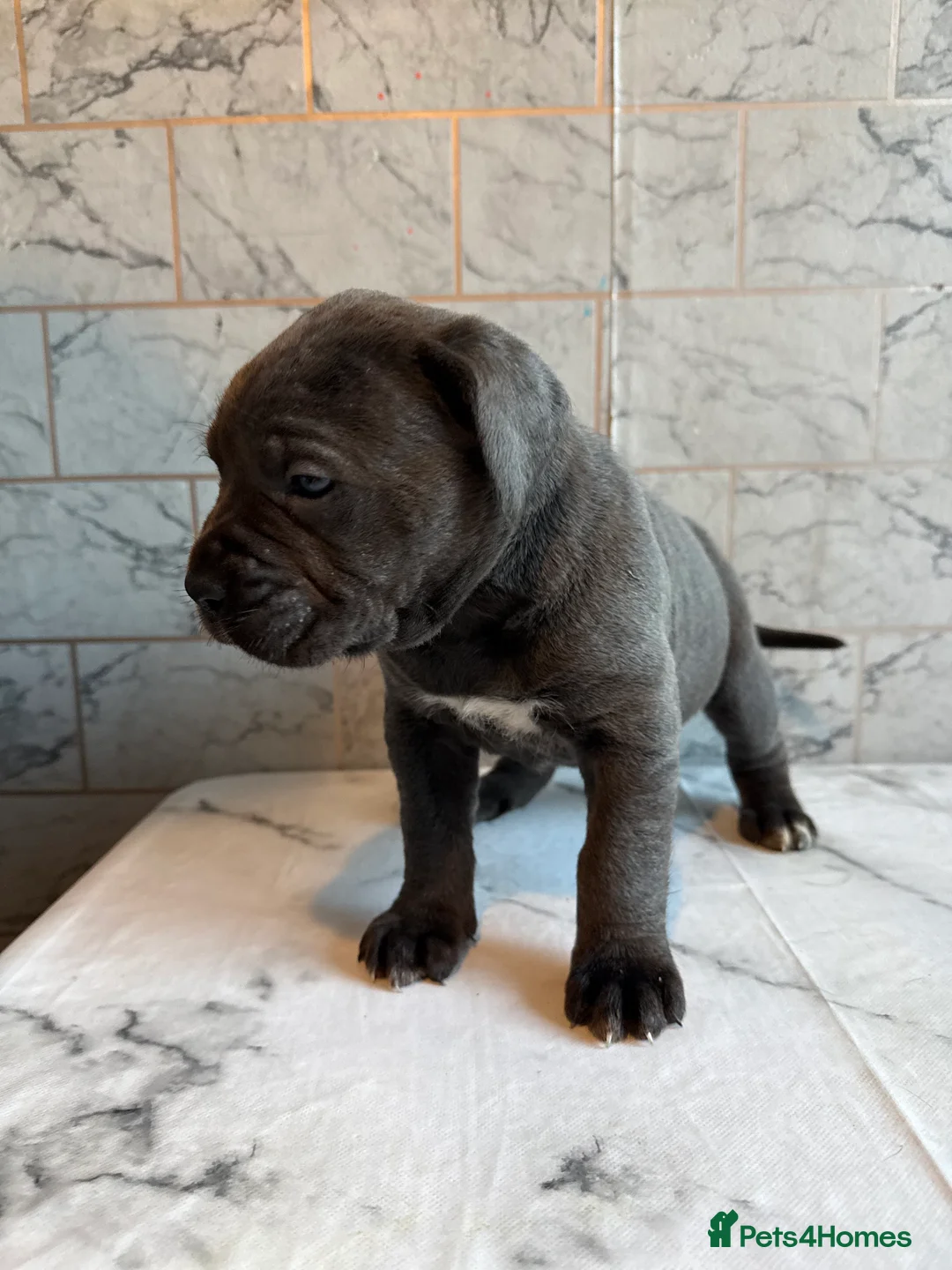 Cane Corso dogs for sale: Cane corso puppies - Advert 14