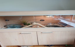 Corn Snake reptiles for sale: Jungle corn snake + vivarium + cupboard - Advert 2