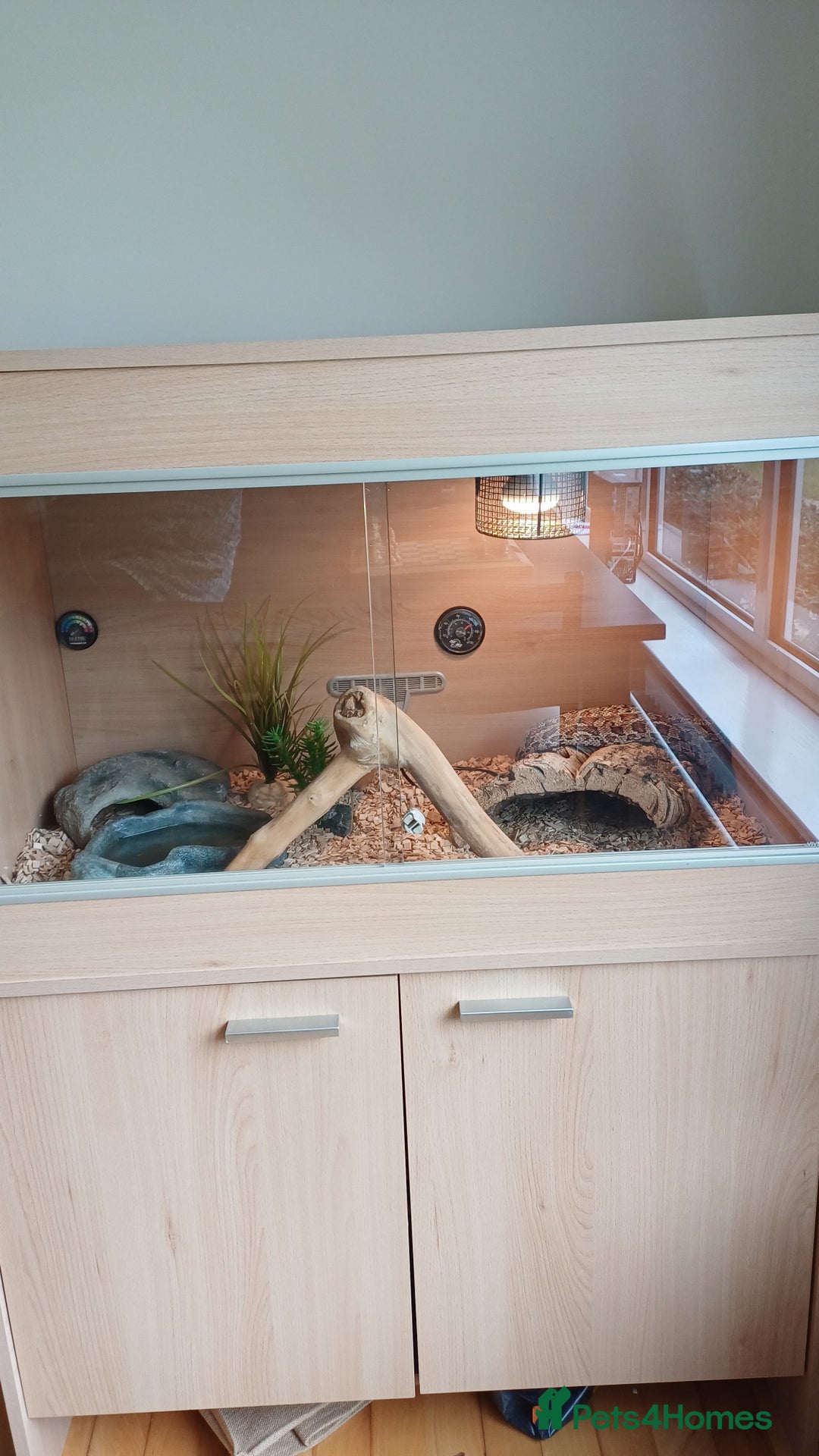 Corn Snake reptiles for sale: Jungle corn snake + vivarium + cupboard - Advert 2