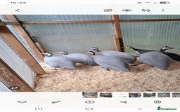 Guinea Fowl poultry for sale: 2 Guinea Fowl looking for a new home - Image 1