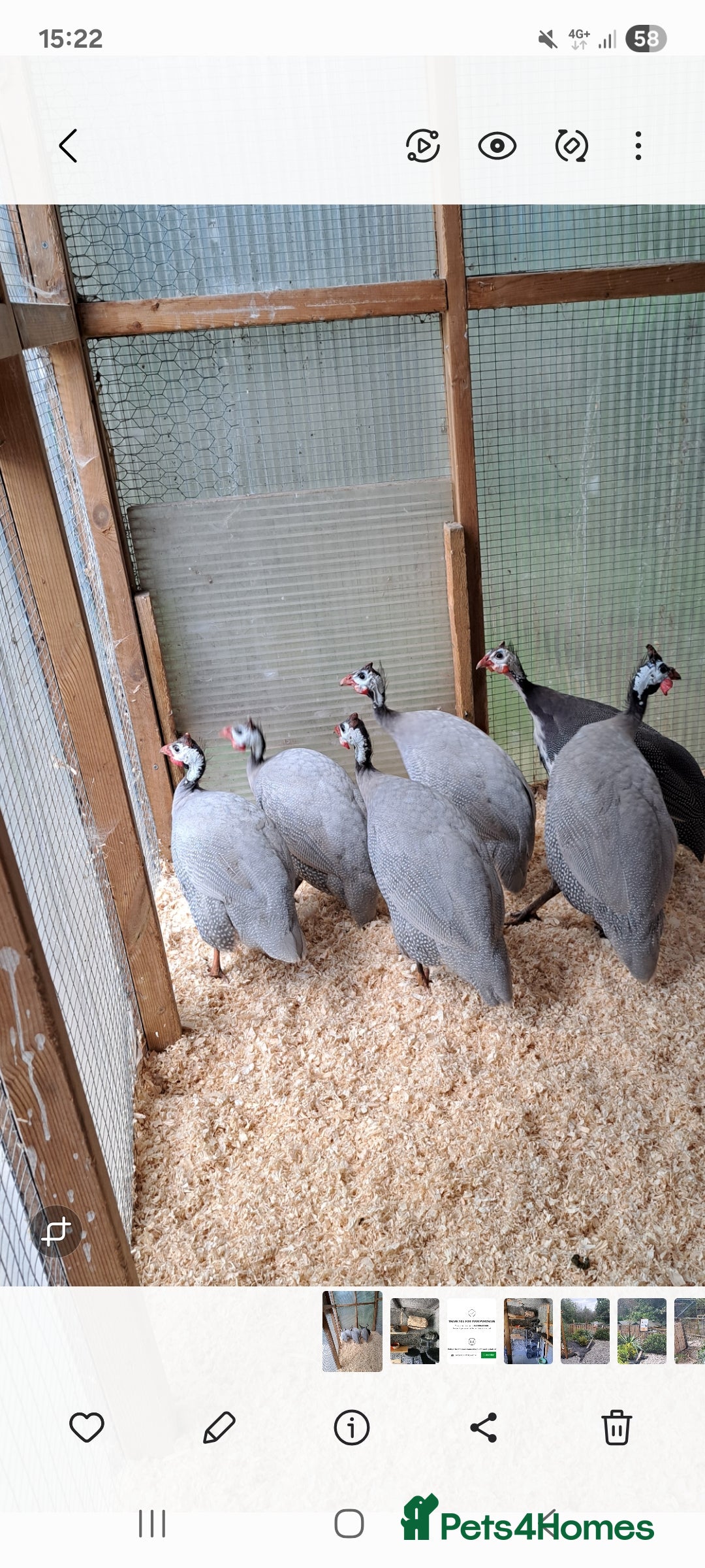 Guinea Fowl poultry for sale: 2 Guinea Fowl looking for a new home - Image 1