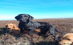 Labrador Retriever dogs for sale: Beautiful kc working Labradors - Image 15