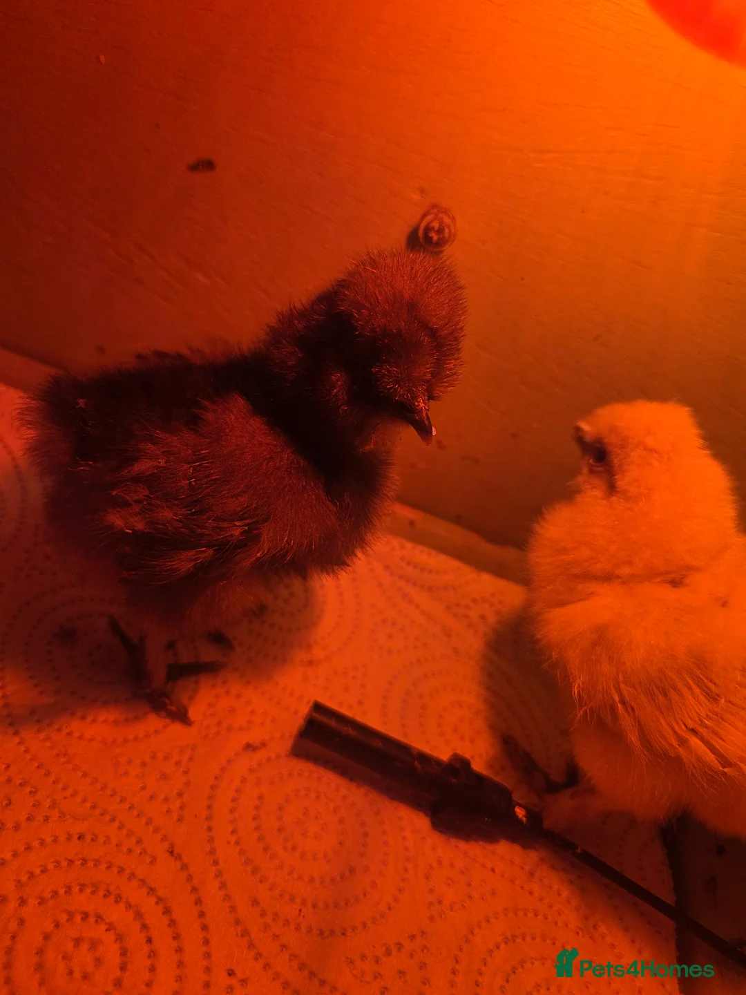 Chickens poultry for sale: 8 day old silkie chicks  in Stoke-on-Trent - Advert 2