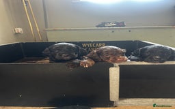 Cockapoo dogs for sale: Stunning F1 cockapoo pups - Image 11