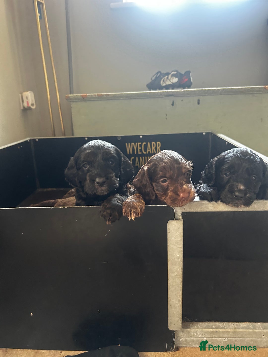Cockapoo dogs for sale: Stunning F1 cockapoo pups - Image 11