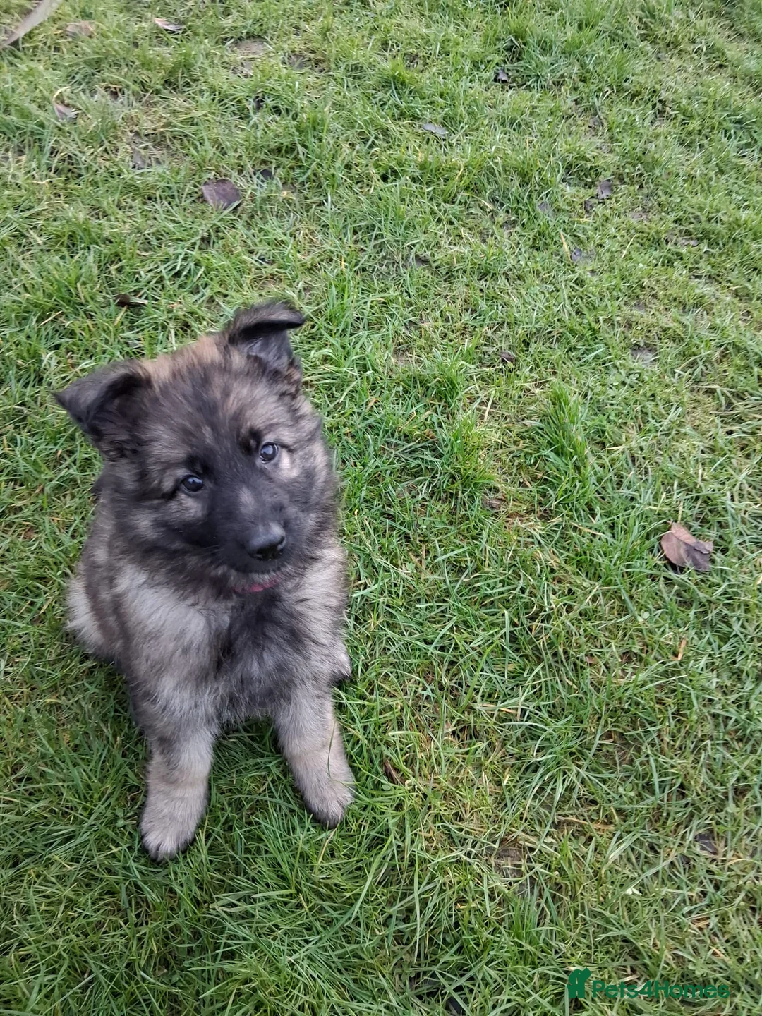 German Shepherd dogs for sale: Exceptional KC Health tested L/C Puppies  - Advert 7