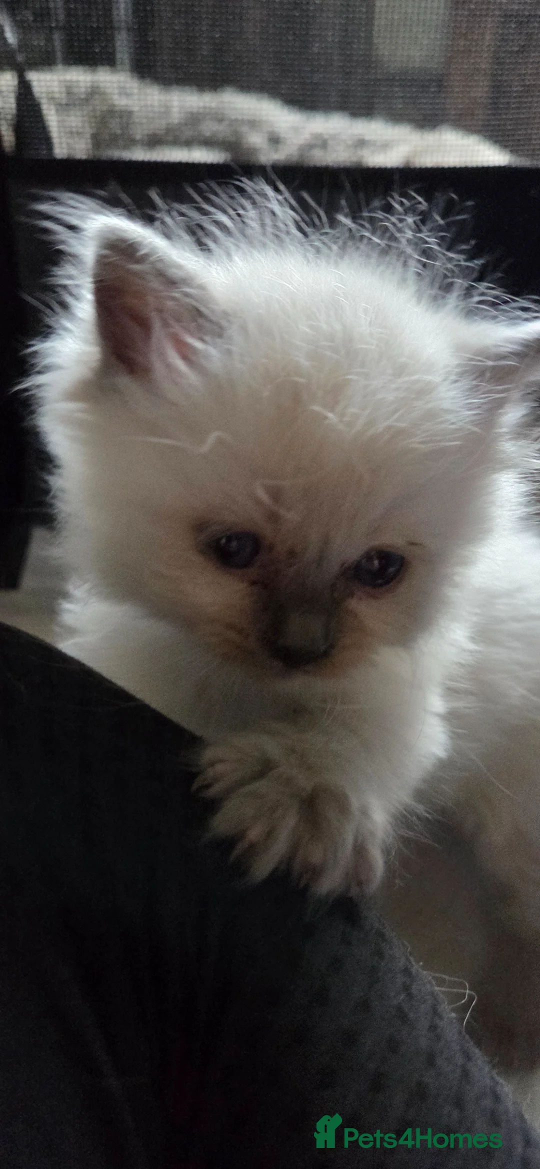 Ragdoll cats for sale: Ragdoll blue point kittens - Advert 20