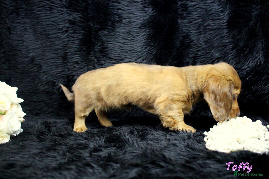 Miniature Dachshund dogs for sale: KC PRA Clear Mini Longhair Daxies – Dapple - Advert 21