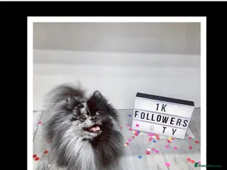 Pomeranian dogs Blue Merle Stud - Advert 1