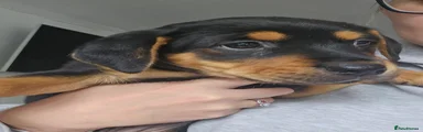 Mixed Breed 1