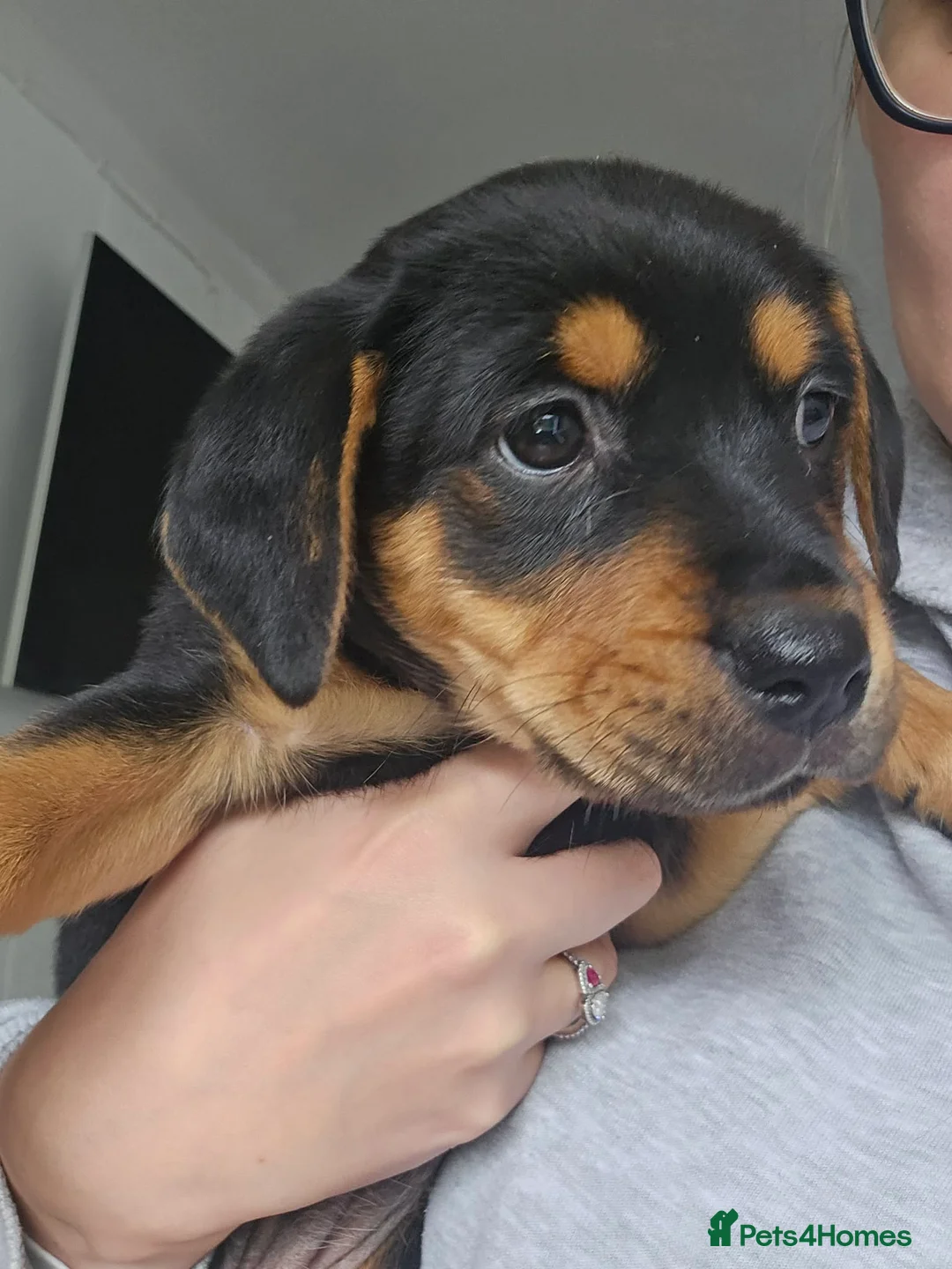 Mixed Breed dogs for sale: 4 beautiful female puppies left in Huddersfield - Advert 2