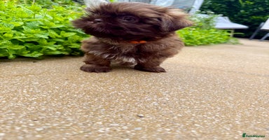 Shih Tzu dogs in Tamworth - Advert 7