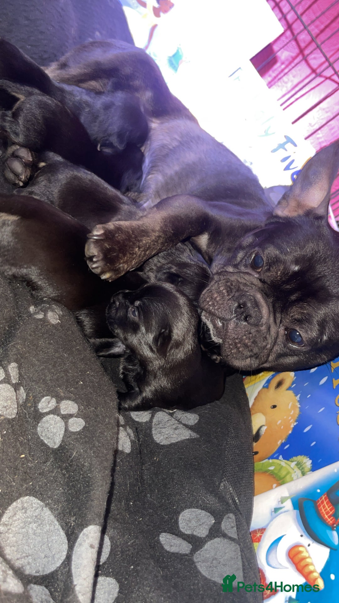 Mixed Breed dogs for sale: French/poodle - Image 2