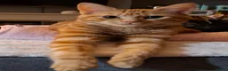 Domestic Shorthair cats for sale: Male kitten (5 months old)  - Advert 3