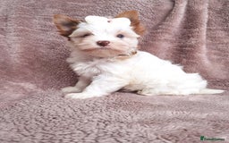 Yorkshire Terrier dogs for sale: Very Beautiful puppies, pure yorkshire terriers  - Advert 29