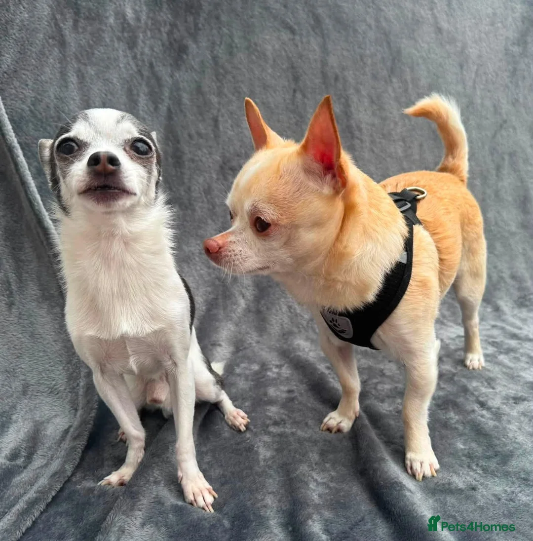 Chihuahua dogs for adoption: 💙ARMANI & 💙GUCCI – TWO HEARTS ONE BOND in Peterborough - Advert 1
