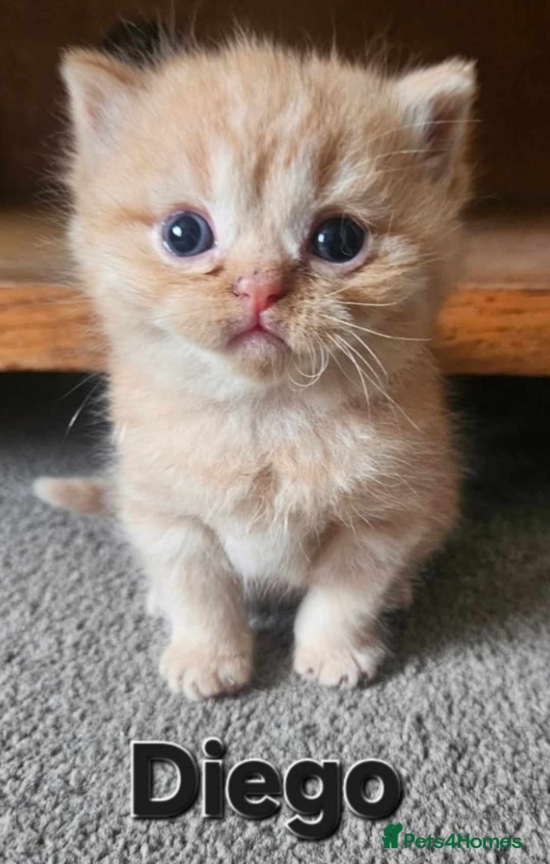 British Shorthair cats for sale: British short hair kittens.  - Image 2